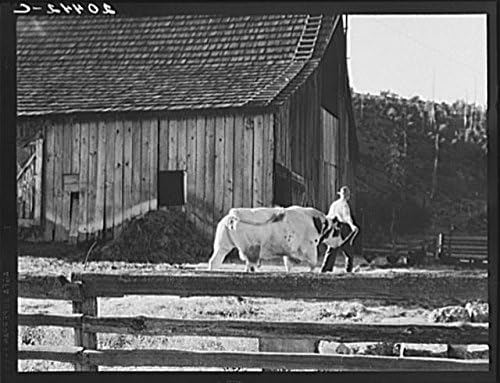 Tarihselfindings Fotoğraf: Elma, Grays Harbor County, Washington, WA, Çiftlik Güvenliği İdaresi, ÖSO, 2
